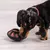 Tonipets Lickimuv - comprar online