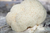Polvo Melena de Leon x 1kg - comprar online