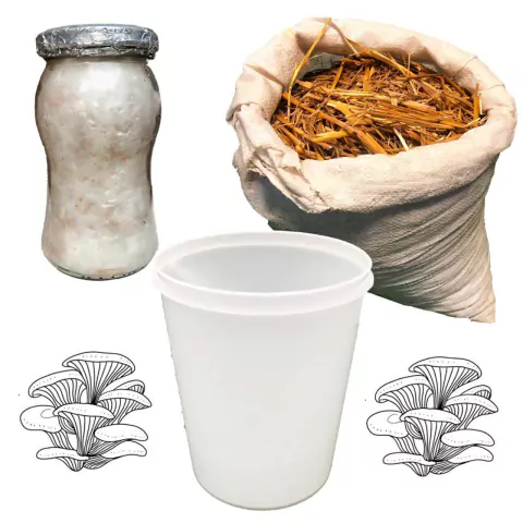 Kit Familiar para Cultivo de Hongos Comestibles