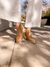Botas Marlen Marron en internet