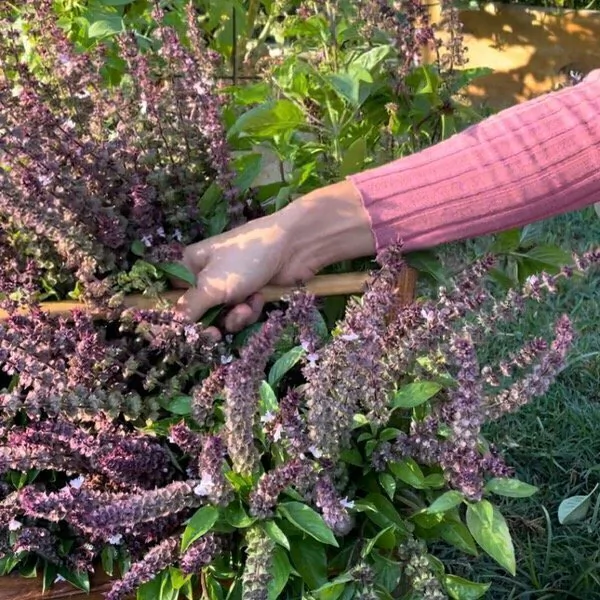 TINTURA MADRE DE TULSI (ALBAHACA SAGRADA)