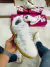 Dunk Off-white bco na internet