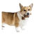 BENEBONE FISHBONE - loja online