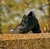 LEONAS MET NEGRO - comprar online