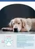 Conjunto de botinhas à Prova de Água para Cães - 4 Unidades - comprar online