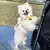 BeePet Set: Colete e Trela Cartoon para Pets na internet