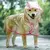 Capa de chuva impermeável com capuz para cães - comprar online