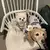 Imagem do BeePet Set: Colete e Trela Cartoon para Pets