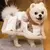 Poncho para animais de estimação - comprar online
