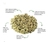 Chá de Salvia 30g