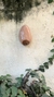 Peitinho 3