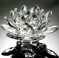 Flor de lótus para fotos