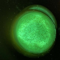 Coleção Fluorescente Glitter Fino - comprar online