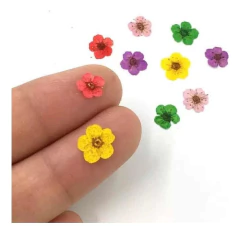 Kit 12 Potes Com Flores Secas Modelos Variado Nail Art Unhas - loja online