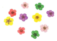 Kit 12 Potes Com Flores Secas Modelos Variado Nail Art Unhas - Dhy Unhas