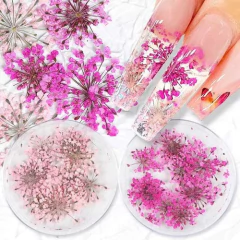 Kit 12 Potes Com Flores Secas Modelos Variado Nail Art Unhas na internet