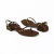 SANDÁLIA ZABUMBA MARROM na internet