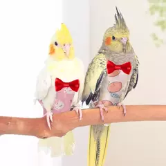 Fralda de papagaio com gravata borboleta, fofa, colorida, fruta, floral, cockatiel, pombos, pequeno, médio, grande, animais de estimação, pássaros, roupa de vôo, lavável