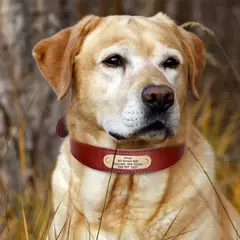 Colar de cão de couro personalizado personalizado pet tag coleiras coleiras de cão macio gravado id tag para cães grandes pitubull pastor alemão