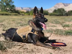 Arnês militar grande para treinamento de cães, colete para animais de estimação, buldogue francês, pastor alemão malinois, acessórios táticos para cães na internet