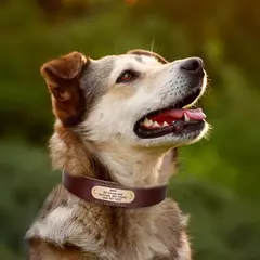 Colar de cão de couro personalizado personalizado pet tag coleiras coleiras de cão macio gravado id tag para cães grandes pitubull pastor alemão - comprar online