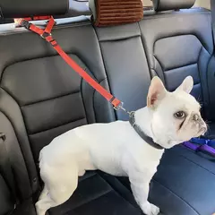 Coleira de nylon ajustável dois em um para cães, acessórios para cães de estimação, cinto de segurança para carro, trela de chumbo, banco traseiro, cinto de segurança - Wolf Magazine