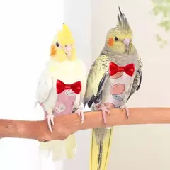 Pássaro papagaio fralda terno de vôo roupas para bochecha verde periquito terno roupas pet pássaros fezes lavável para pequeno médio na internet