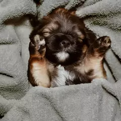 Super absorvente grande filhote de cachorro cão de estimação toalha roupão toalhas de banho de secagem rápida gato toalha de banho suprimentos de banho toalha de cão microfibra