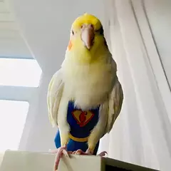 Fralda de papagaio bonito pássaro fralda fisiológica cockatiel pombos pequeno médio grande animais de estimação aves terno de vôo roupas fralda lavável - Wolf Magazine