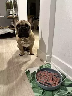 Imagem do Suprimentos para animais de estimação tigela de comida lenta gato anti-queda tigela de comida antiderrapante filhote de cachorro anti-asfixia brinquedo de silicone placa de comida