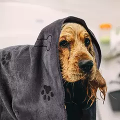 Toalha para animais de estimação 60x100cm, toalha de banho para cães e gatos, microfibra, secagem rápida, absorvente, azul, cinza, produtos de banho para animais de estimação - Wolf Magazine