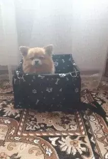 Bolsa de assento para transportar carros de cachorro, cesta à prova d'água, rede dobrável, bolsa para transportar animais de estimação, para cães pequenos, gatos, malha de segurança para viagem - loja online
