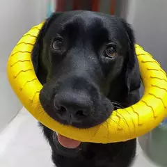 Anel de brinquedo para cães, indestrutível, mastigação, ferramentas de treinamento flutuantes, buscar para cães pequenos, médios e grandes, jogando, captura de voo na internet