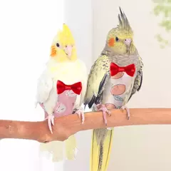 Imagem do Fralda lavável para papagaio com gravata borboleta, roupas fofas para animais de estimação, frutas coloridas, cacopsita, pombos, pássaros de estimação, roupas de vôo s m l