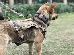 Coleira grande para cães, conjunto militar de arnês e coleira para treinamento de animais de estimação, arnês tático de pastor alemão para cães de todos os tamanhos - Wolf Magazine
