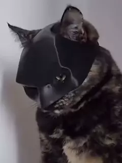 Imagem do Presente preto morcego gato avenger máscara fosco textura legal máscara de morcego super-herói bonito brinquedos para animais de estimação para gatos e cães máscara para halloween cosplay