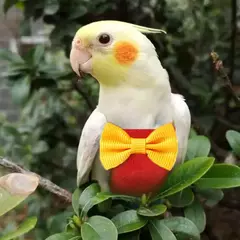 Fraldas laváveis de papagaio Roupas de bolso, Pet Bird Roupas bonitos, gravata borboleta, alça de renda, roupas leves, suprimentos para pássaros, novo