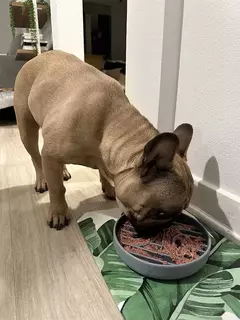 Suprimentos para animais de estimação tigela de comida lenta gato anti-queda tigela de comida antiderrapante filhote de cachorro anti-asfixia brinquedo de silicone placa de comida - loja online