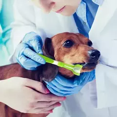 Escova de dentes de plástico para animais de estimação, 3 lados, remoção de tártaro, mau hálito, limpeza de boca, cuidados dentários para animais de estimação, boca de limpeza de gato na internet