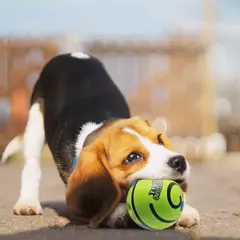 Brinquedo para cães Wobble Wag Giggle Ball Obtendo a atenção do cão Brinquedo Diversos sons de Giggle ao enrolado ou desfiar animais de estimação conhece melhor como visto na TV na internet
