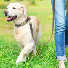 Coleira e coleira de couro pu para cães, conjunto macio e durável de couro liso, 5 pés de chumbo ajustável para cães pequenos e médios