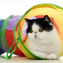 Tubo de túnel para gatos, brinquedos dobráveis para treinamento de gatinhos, brinquedo interativo divertido, túnel achatado para cachorros, gatinhos, suprimentos para animais de estimação, acessórios para gatos - comprar online