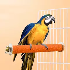 Barra de moagem de bico de garra de pássaro, vara de pé, estação de papagaio, suprimentos para pássaros, suporte de moagem de papagaio, acessórios de gaiola de garras na internet