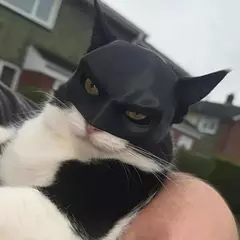 Presente preto morcego gato avenger máscara fosco textura legal máscara de morcego super-herói bonito brinquedos para animais de estimação para gatos e cães máscara para halloween cosplay - Wolf Magazine