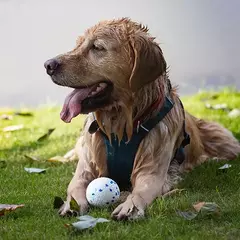 Mordida resistente sólido cão bola brinquedos para cães pequenos grandes alta elasticidade E-TPU pet mastigar bola brinquedo não rangido brinquedo interativo filhote de cachorro