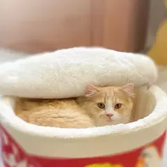 Cama de gato para cachorro de alta elasticidade, suprimentos engraçados removíveis para animais de estimação, fácil de limpar, acessórios para animais de estimação, material de lã de cordeiro impresso, tapetes para gatos - Wolf Magazine