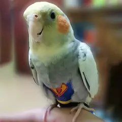 Fralda de papagaio bonito pássaro fralda fisiológica cockatiel pombos pequeno médio grande animais de estimação aves terno de vôo roupas fralda lavável - comprar online