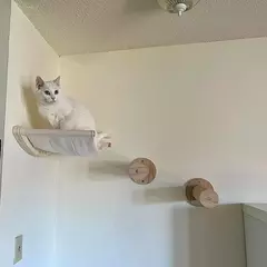 Prateleiras de escalada para gatos montadas na parede Casa para gatos Ponte para na internet