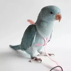 Papagaio voando arnês trela terno animal de estimação pássaro ao ar livre treinamento de vôo corda cockatiel suprimentos arara acessórios coisas para papagaio - Wolf Magazine