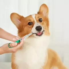 Aplicador de comprimidos para animais de estimação, seringa para cães e gatos, alimentador de medicamentos, suprimentos repelentes de insetos, pode clipe de comprimidos, gatos e cães, alimentador de água para animais de estimação na internet